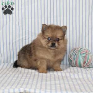 Omar, Pomeranian Puppy